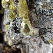 Picture Of Drop Of Resin Glue