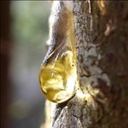 Picture Of Resin Rubber Glue